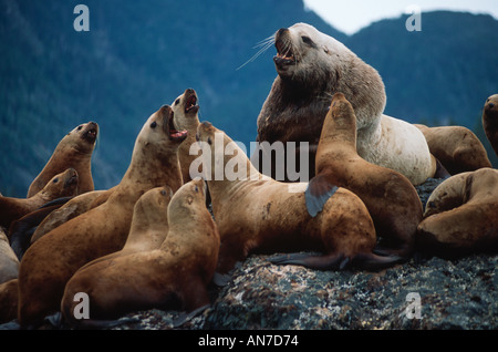 Stellar Seelöwen Stockfoto