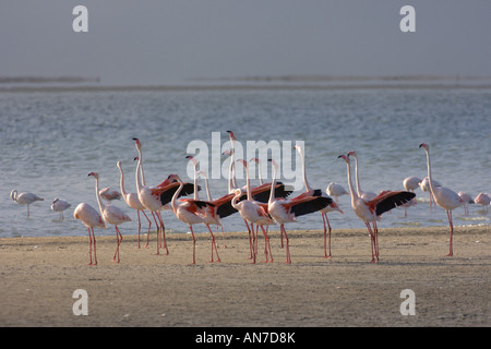 Größere Flamingo Phoenicopterus Ruber Gruppe Flügel Gruß anzeigen Walvis Bay, Namibia November Stockfoto