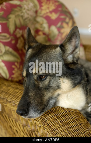 Hund ruht auf einem Korbstuhl Stockfoto