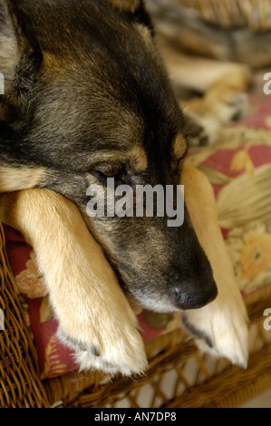 Hund ruht auf einem Korbstuhl Stockfoto