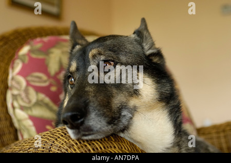 Hund ruht auf einem Korbstuhl Stockfoto