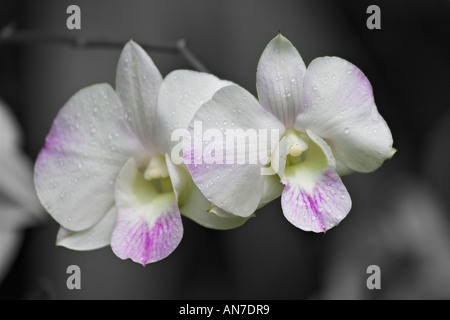 Zwei weiße und violette Orchideen im Hintergrund grau, schwarz und weiß Stockfoto