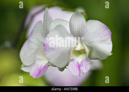 Eine weiße und violette Orchidee Blüte, umrahmt von einer Reihe von Blüten zurück in die Ferne Stockfoto