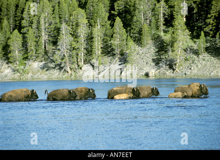 American Bison Bison Bison Yellowstone Nationalpark Wyoming USA Juli Stockfoto