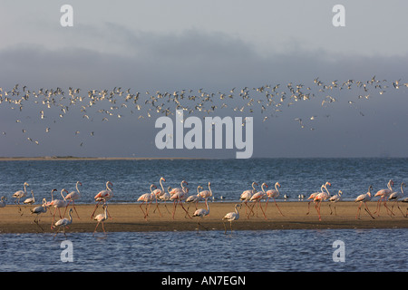 Größere Flamingos Phoenicopterus Ruber und gemeinsame Seeschwalben Sterna Hirundo in Walvis Bay, Namibia November Stockfoto