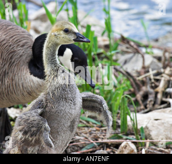 Treiben die Gosling: eine übergeordnete Gans Herden eine flauschige Gosling stromaufwärts schwimmen lernen Cambridge Ontario Kanada Stockfoto