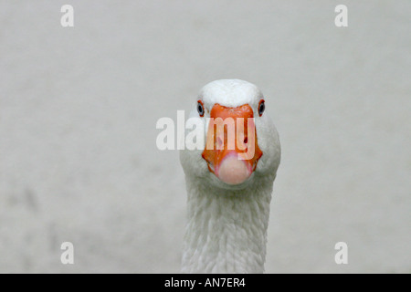 Blue Eyed Gans Blue eyed weiße Embden Goose starrte die Kamera Ronda Andalucia Spanien Stockfoto