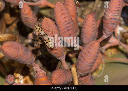 Welwitschia Mirabilis weibliche Pflanze mit Baumwolle Stainer bugs Odontopus Sexpunctatus auf Konen Stockfoto