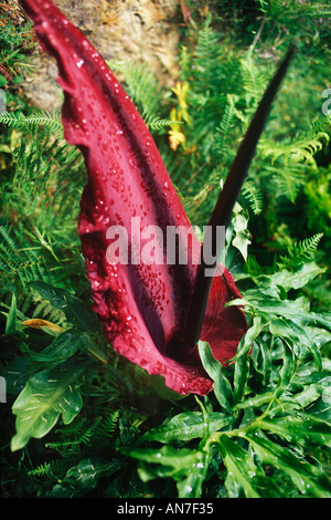 Die regelwidrige riechende Voodoo Lilie Dracunculus Vulgaris wächst wild auf Kreta Stockfoto