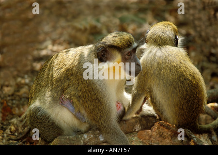 Green monkey Stockfoto