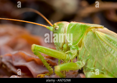 Heuschrecke Makro Stockfoto