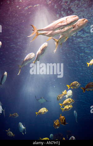 Schwärme von verschiedenen Arten von Fischen, Oceanario Lissabon Stockfoto
