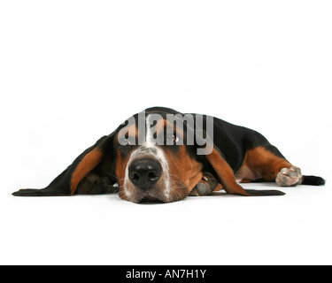 ein Basset Hound, liegend auf einem weißen Hintergrund Stockfoto