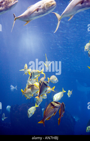 Schwärme von verschiedenen Arten von Fischen, Oceanario Lissabon Stockfoto