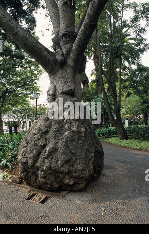 Silk floss Tree (Ceiba speciosa Syn. chorisia speciosa), Jardim de S. Francisco, Funchal, Madeira, Portugal Stockfoto