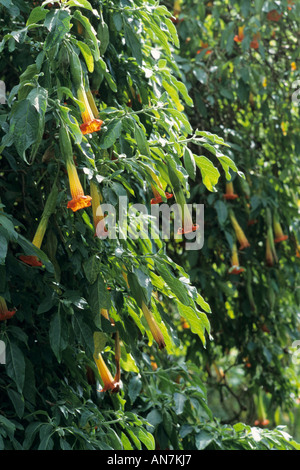 Der rote Engel Trompete (brugmansia Sanguinea) Stockfoto