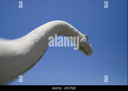 Dinosaurier Brontosaurus Langhals Cabazon USA Stockfoto