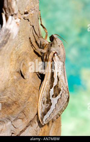 Große australische schnelle moth Stockfoto