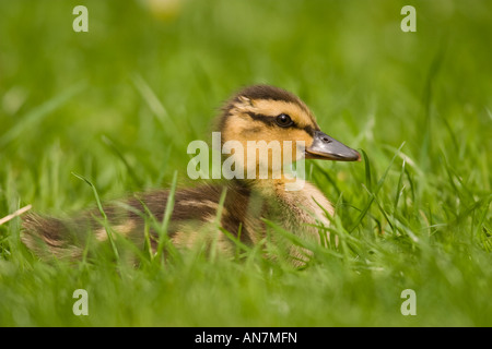 Stockente (Anas Platyrhynchos) Küken sitzen in Rasen Stockfoto