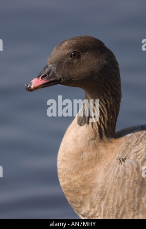 Close-up Portrait von Kopf und Hals der Pink-footed Goose (Anser Brachyrhynchus) Stockfoto