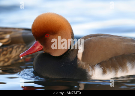 männlichen rot-crested Tafelenten (Netta Rufina) Stockfoto