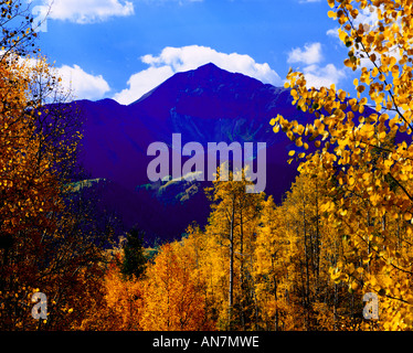 Mount Wilson erhebt sich im Herbst farbige Aspen Bäume in den Bergen des südwestlichen Colorado Stockfoto