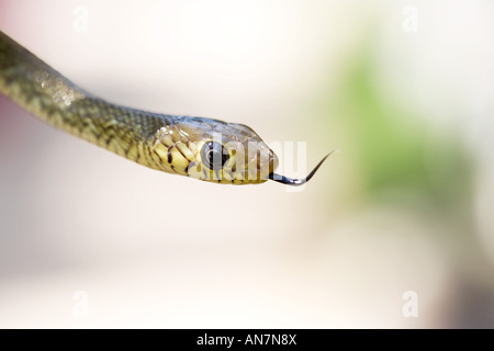 Junge indische Ratte Schlange. Indien Stockfoto