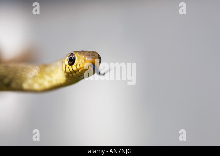 Junge indische Ratte Schlange. Indien Stockfoto