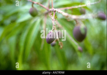 am Baum reifen Mangos Stockfoto