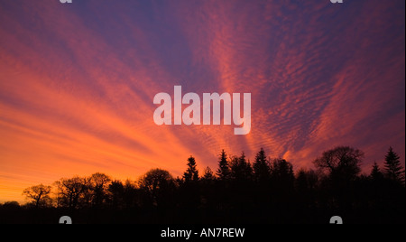 Sonnenaufgang über Bäume in typischen Landschaft von Norfolk in England UK Stockfoto