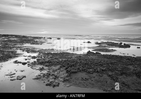 Muscheln bei Ebbe auf Hunstanton Beach in Norfolk England England Stockfoto