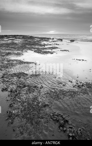 Muscheln bei Ebbe auf Hunstanton Beach in Norfolk England England Stockfoto