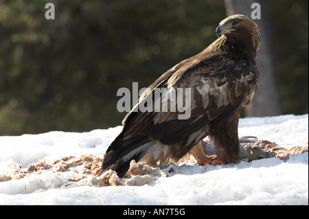 Steinadler unreifen Erwachsenen im Schnee Stockfoto