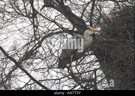 Graureiher thront in Baum Stockfoto