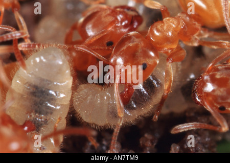 Mound Ameise, gelbe Ameise, gelbe Wiese Ameise, gelben Rasen Ameisen (Lasius Flavus), Belgien Stockfoto
