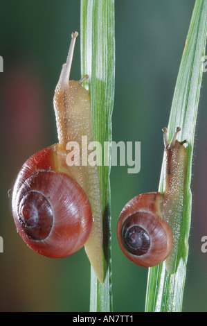 Braun-lippige Schnecke, Hain Schnecke, Grovesnail, englischen Garten Schnecke, größere gebändert Schnecke, gebändert Holz Schnecke (Bänderschnecken Nemoralis), B Stockfoto