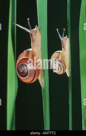Braun-lippige Schnecke, Hain Schnecke, Grovesnail, englischen Garten Schnecke, größere gebändert Schnecke, gebändert Holz Schnecke (Bänderschnecken Nemoralis), B Stockfoto
