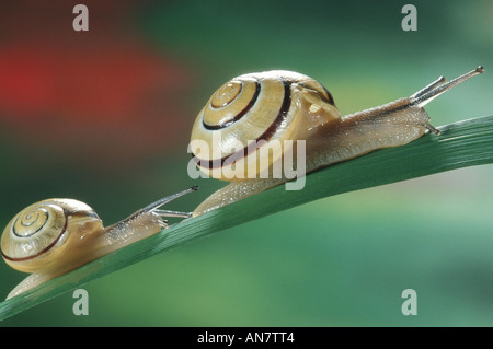 Braun-lippige Schnecke, Hain Schnecke, Grovesnail, englischen Garten Schnecke, größere gebändert Schnecke, gebändert Holz Schnecke (Bänderschnecken Nemoralis), B Stockfoto