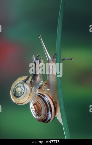 Braun-lippige Schnecke, Hain Schnecke, Grovesnail, englischen Garten Schnecke, größere gebändert Schnecke, gebändert Holz Schnecke (Bänderschnecken Nemoralis), B Stockfoto