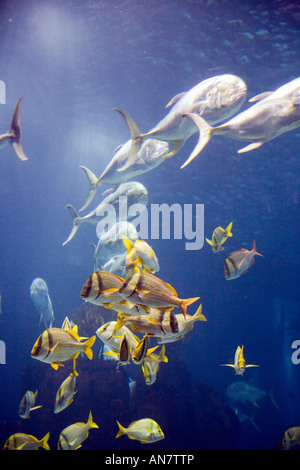 Schwärme von verschiedenen Arten von Fischen, Oceanario Lissabon Stockfoto