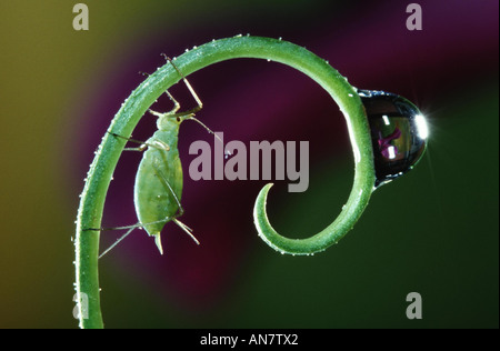 Rose Blattlaus, Blattläuse (Macrosiphum Rosae), Belgien Stockfoto