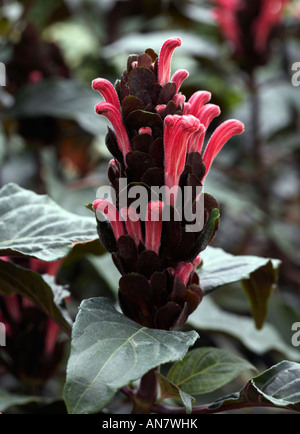 JUSTICIA CARNEA BRASILIANISCHEN PLUME BLUME Stockfoto