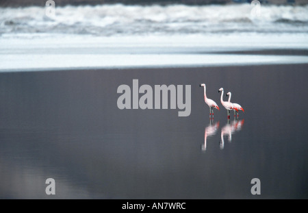 Chilenische Flamingo (Phoenicopterus Chilensis), drei Personen nebeneinander, Chile, Altiplano Stockfoto