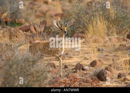 Steinbuck oder Steinbok Raphicerus Campestris männlichen im Damaraland desert Namibia November Stockfoto