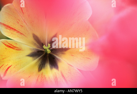 gemeinsamer Garten-Tulpe (Tulipa Gesneriana), Detail der Blüte Stockfoto