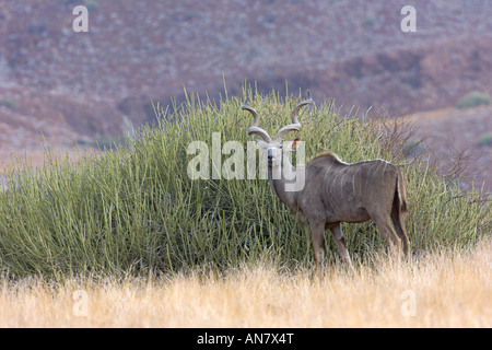 Große Kudu Tragelaphus Strepsiceros bull Damaraland Namibia November Stockfoto