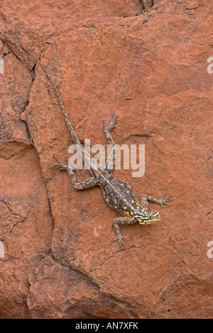 Namibische Rock Agama Agama Planiceps Erwachsenfrau auf rotem Sandstein Damaraland Namibia November Stockfoto