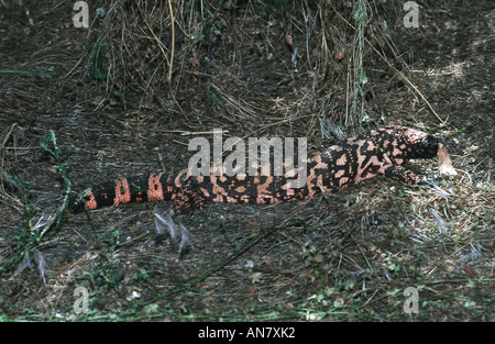 Gila Monster (Heloderma Suspectum), USA, Arizona Stockfoto