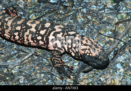 Gila Monster (Heloderma Suspectum), USA, Arizona Stockfoto