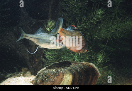 Bitterling (Rhodeus Amarus, Rhodeus Fühler), laichen, Deutschland Stockfoto